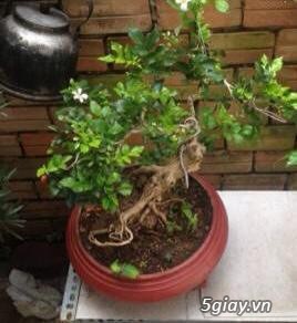 cần bán gấp cây nguyệt quế bonsai để bàn giá tốt - 2