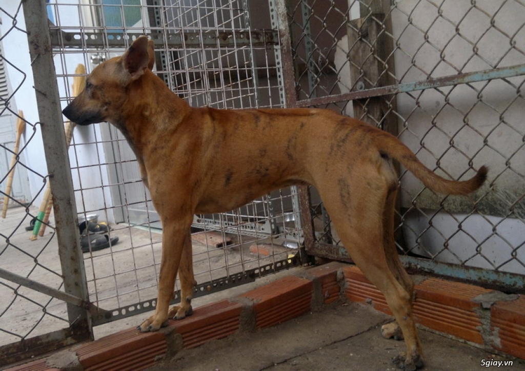 đàn chó Phú QUốc F1 và F2 chất lượng - 3