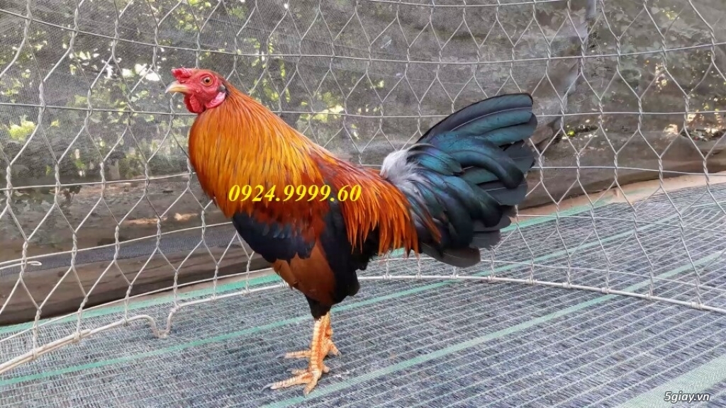 Gà Tre Đá Tiền Up Mỗi Ngày - 19