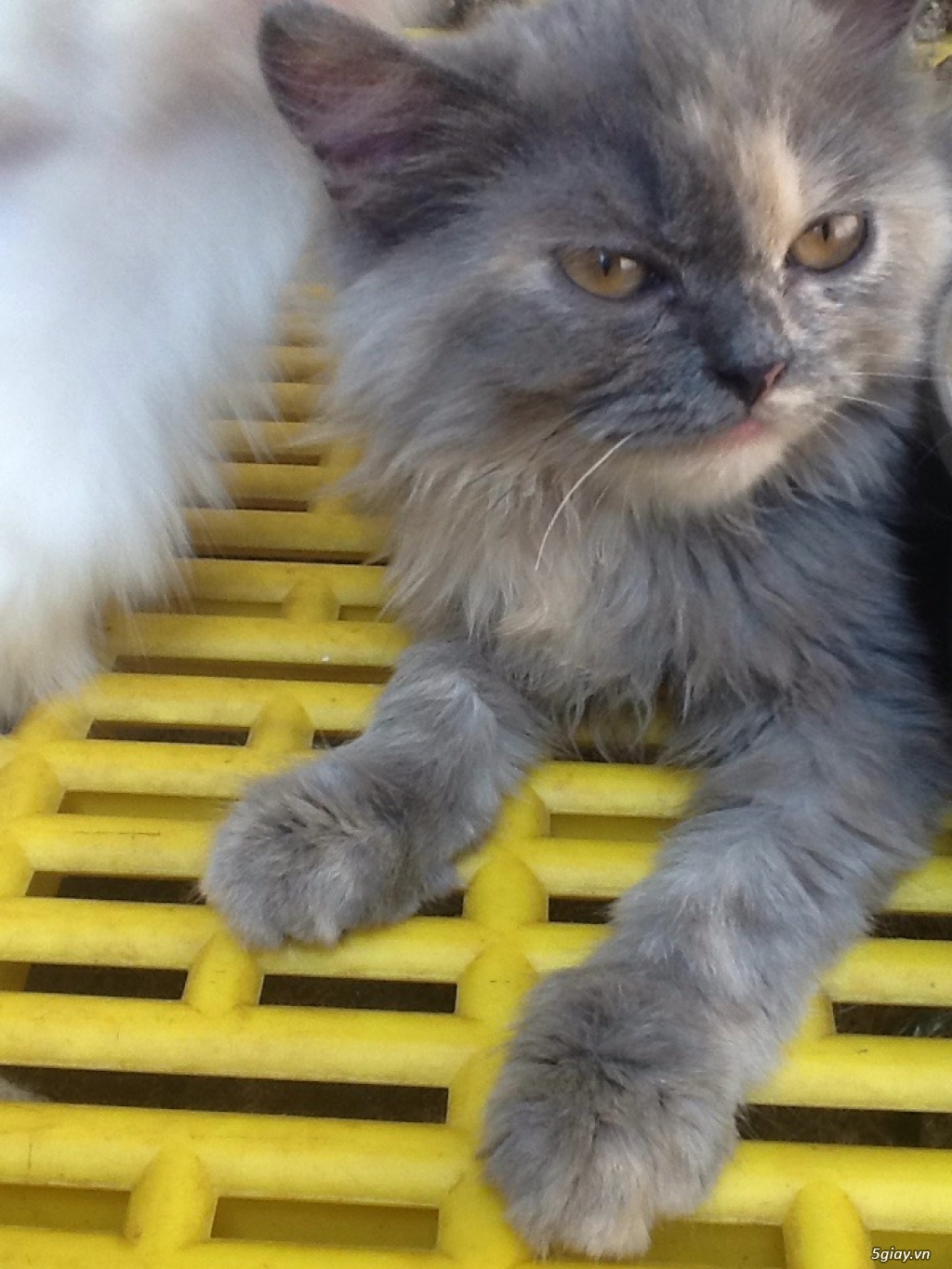 MÈO ALD lAI BATU CÁI 3 THÁNG - 2