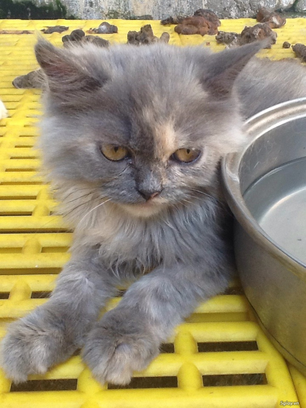 MÈO ALD lAI BATU CÁI 3 THÁNG