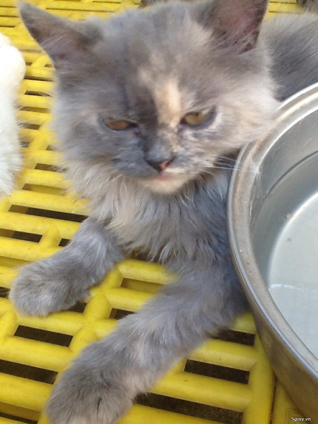 MÈO ALD lAI BATU CÁI 3 THÁNG - 1