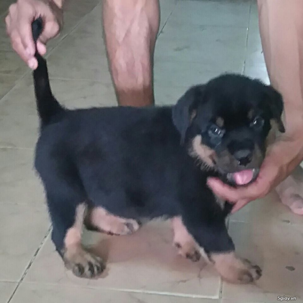 đàn chó rotweller - 4