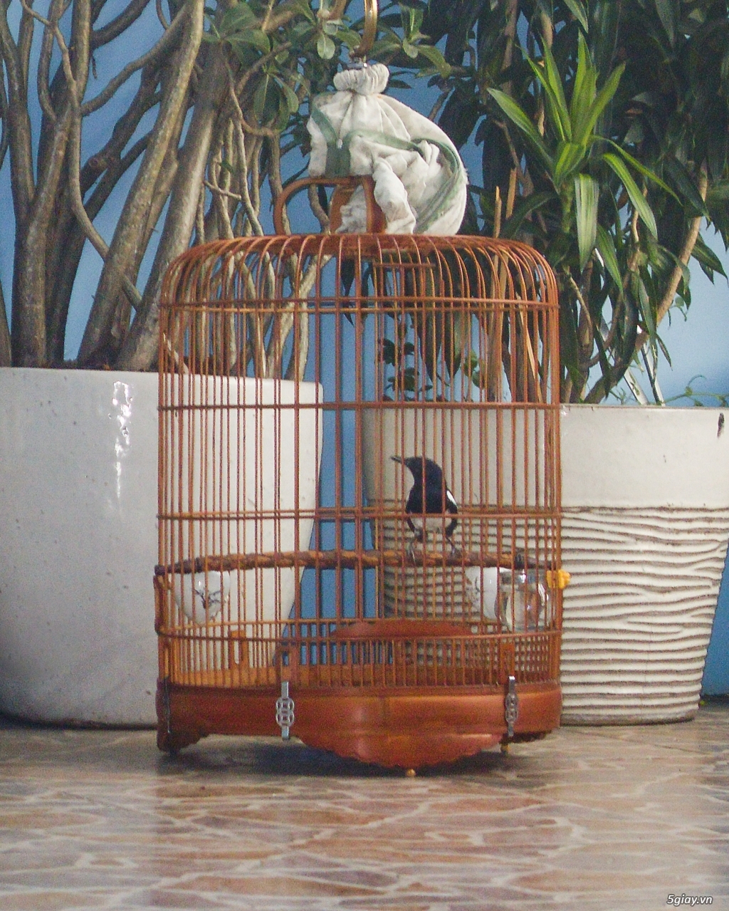 Chim Chích Chòe Than Hót Hay, Mời Xem - 4