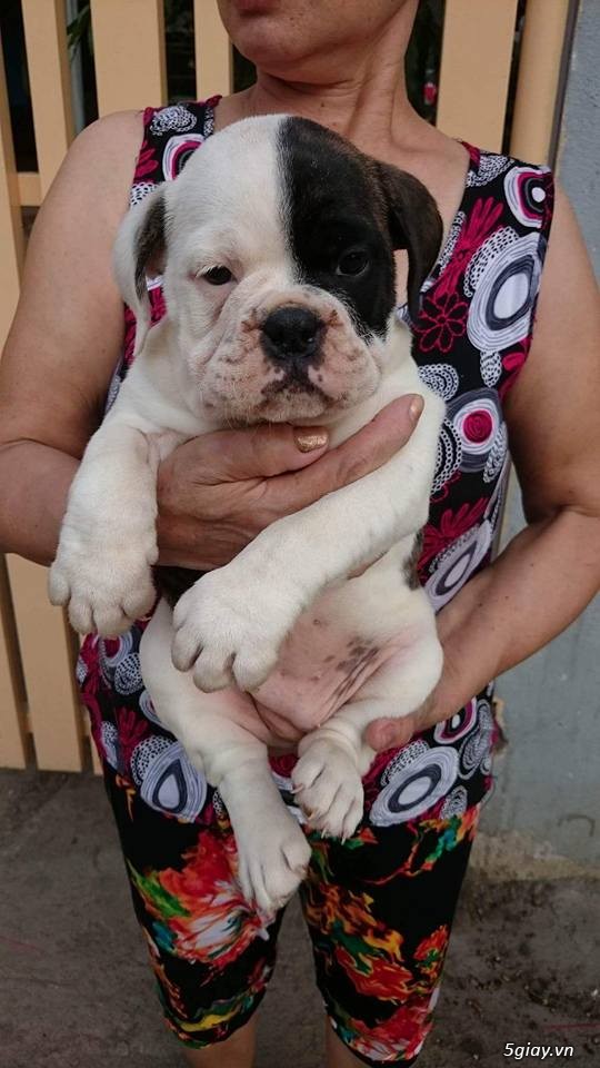 HCM-Bán bé gái bulldog 3 tháng 9tr