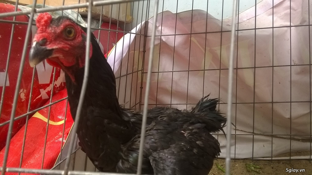 Gà black jap rặc hàng chất - 4
