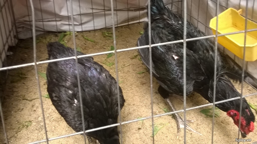 Gà black jap rặc hàng chất - 2
