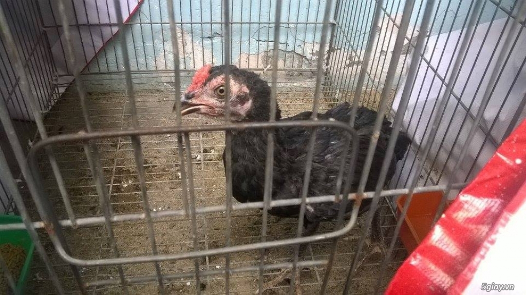 Gà black jap rặc hàng chất