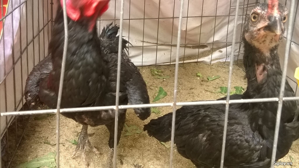Gà black jap rặc hàng chất - 3