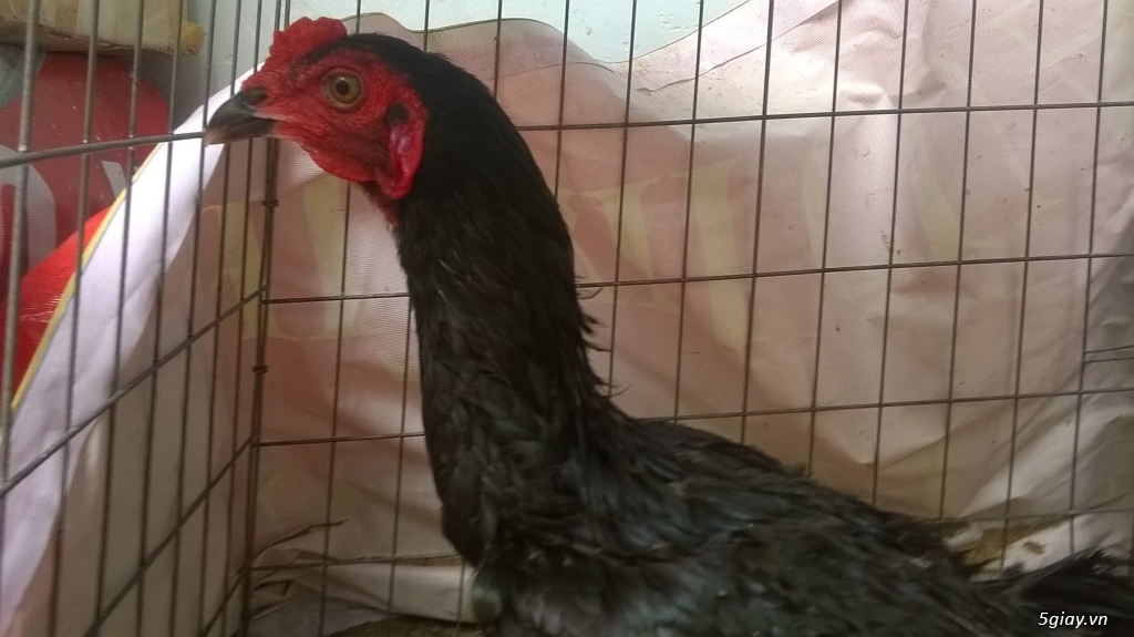 Gà black jap rặc hàng chất - 1