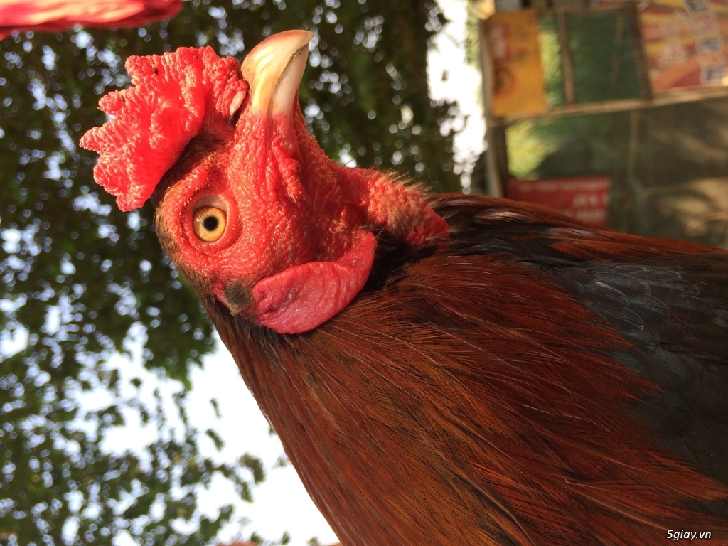 Bán em gà điều trang 2ky - 1