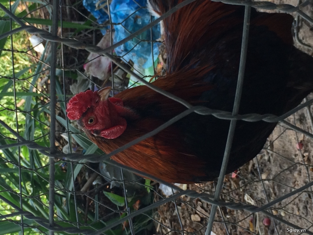 Bán em gà điều trang 2ky