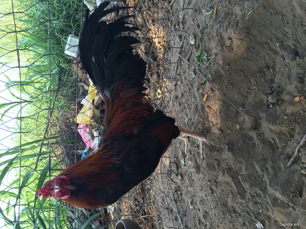 Bán em gà điều trang 2ky - 2