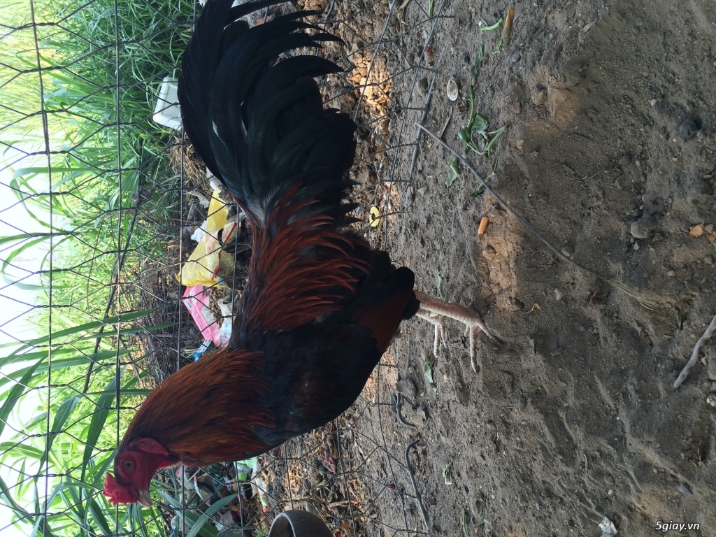 Bán em gà điều trang 2ky - 3
