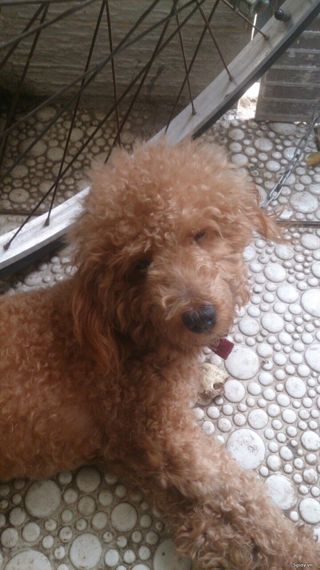 Poodle nâu đỏ giá rẻ! - 3