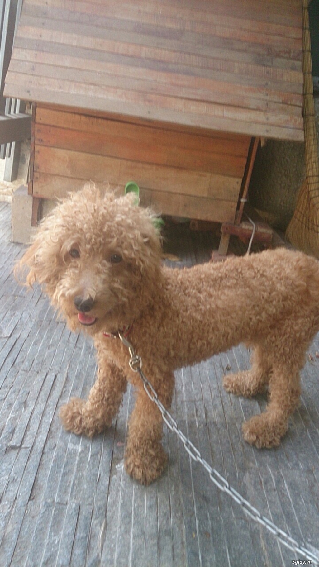 Poodle nâu đỏ giá rẻ!