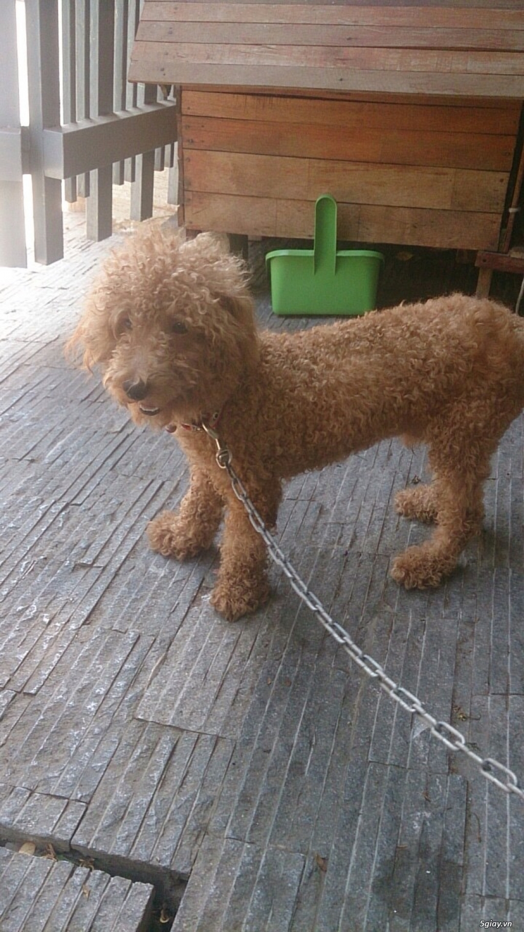 Poodle nâu đỏ giá rẻ! - 2