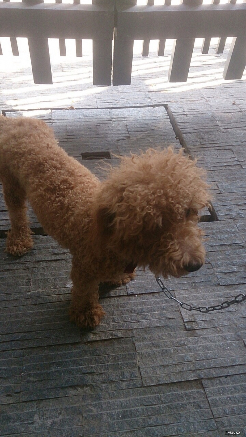 Poodle nâu đỏ giá rẻ! - 1