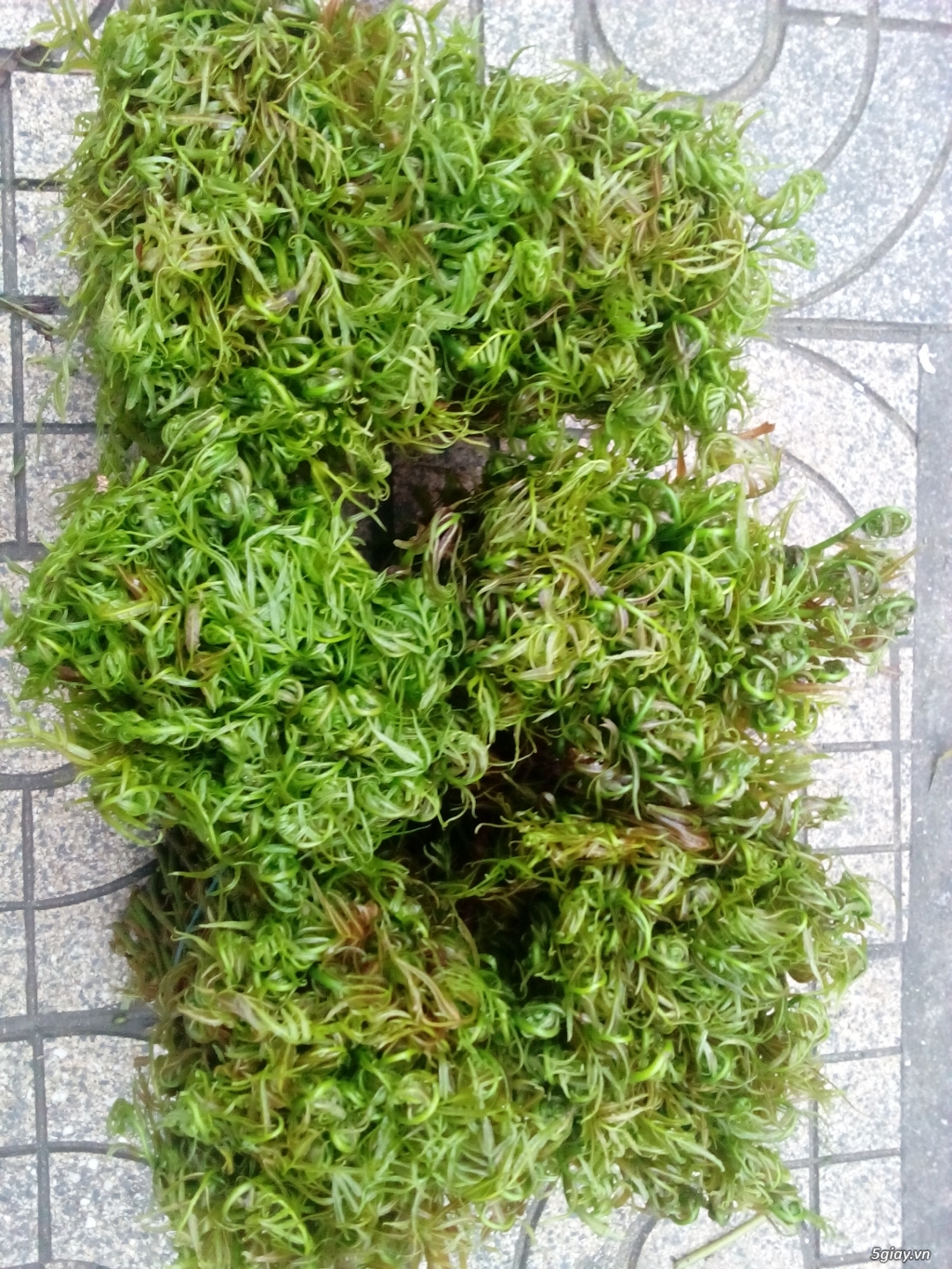 Rau rừng gia lai tây ninh đọt choại