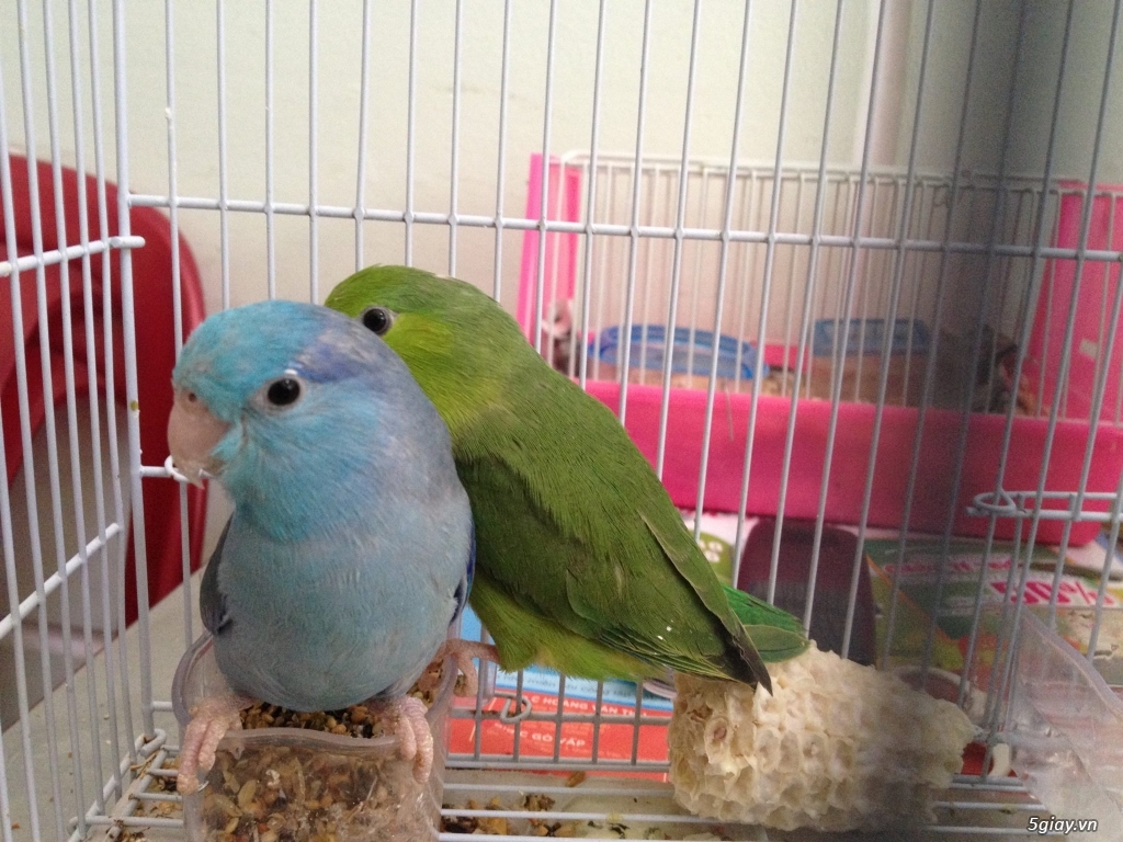 Vẹt parrotlet (chim sinh sản) - 2