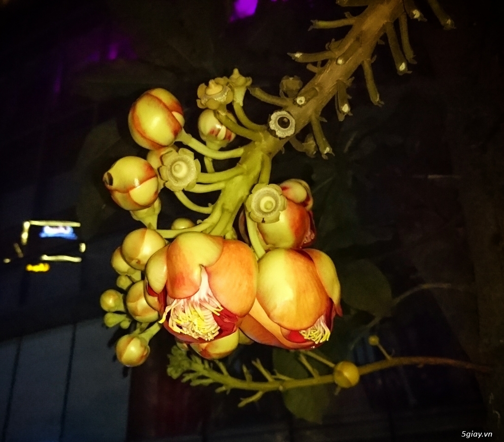 Cho em hỏi hoa này là hoa gì.