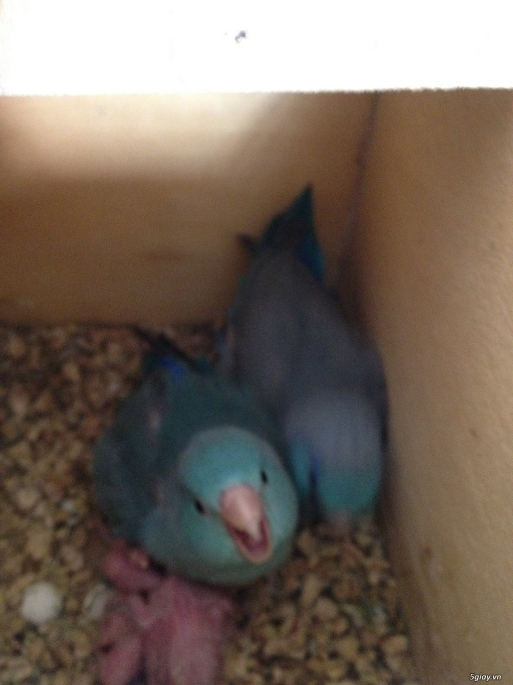 Vẹt parrotlet (chim sinh sản) - 1