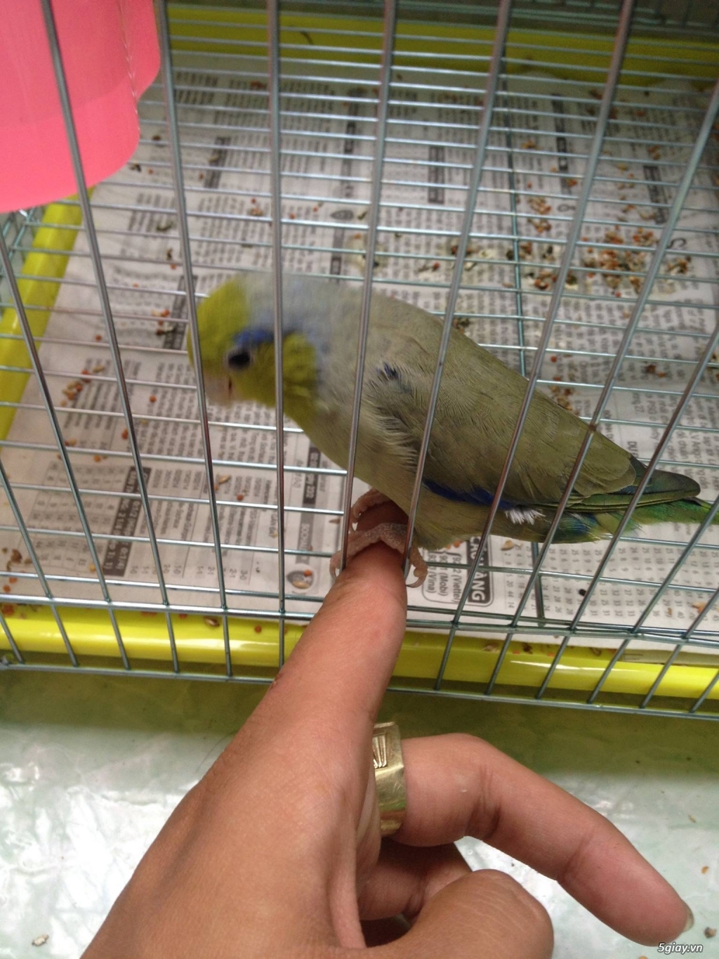 Vẹt parrotlet (chim sinh sản) - 3