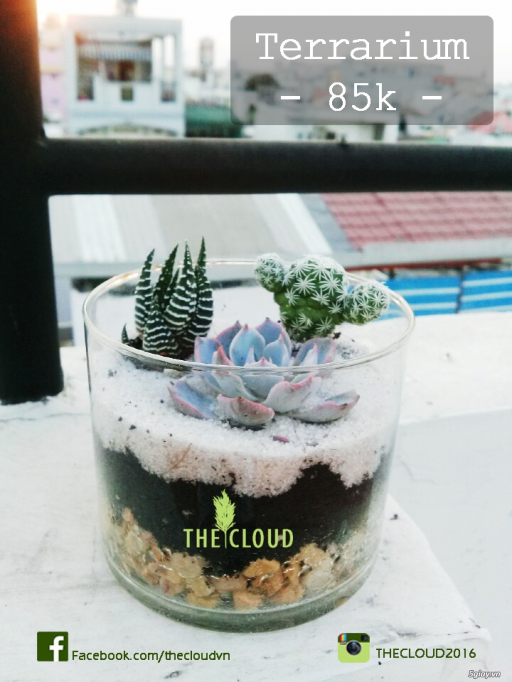 The Cloud - Terrarium đẹp giá rẻ - 4