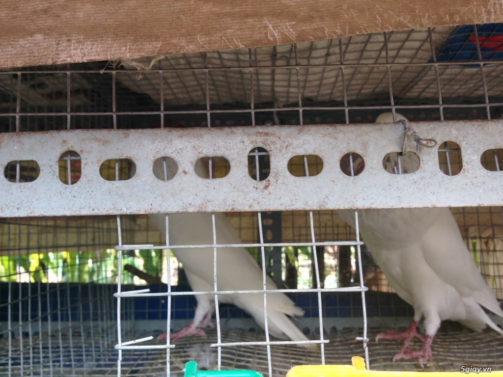 Bán bồ câu xòe Nhật, bồ câu xòe Mỹ, thổi kèn, Pháp - 6