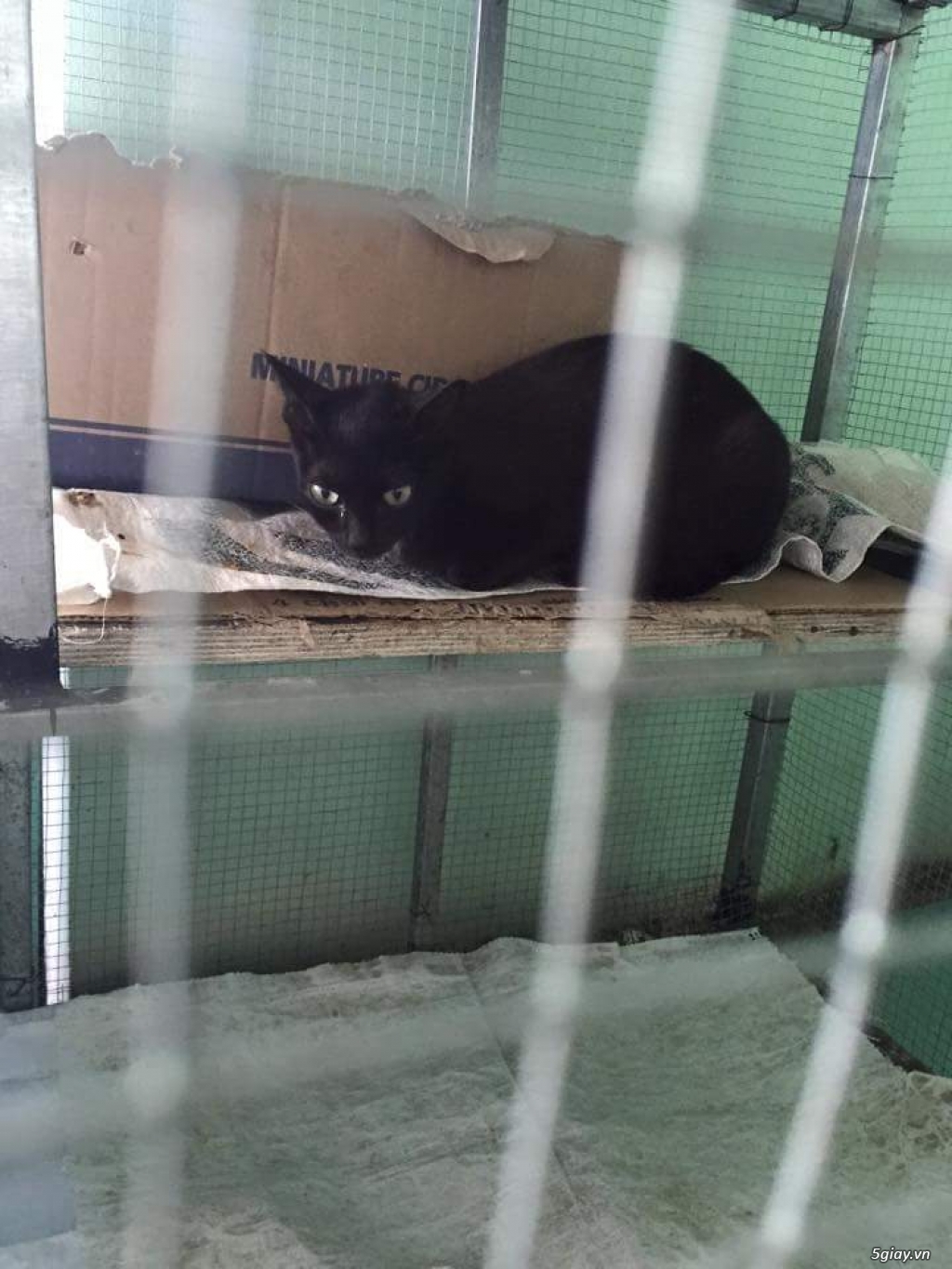 nhau mèo nhà đẻ - 2