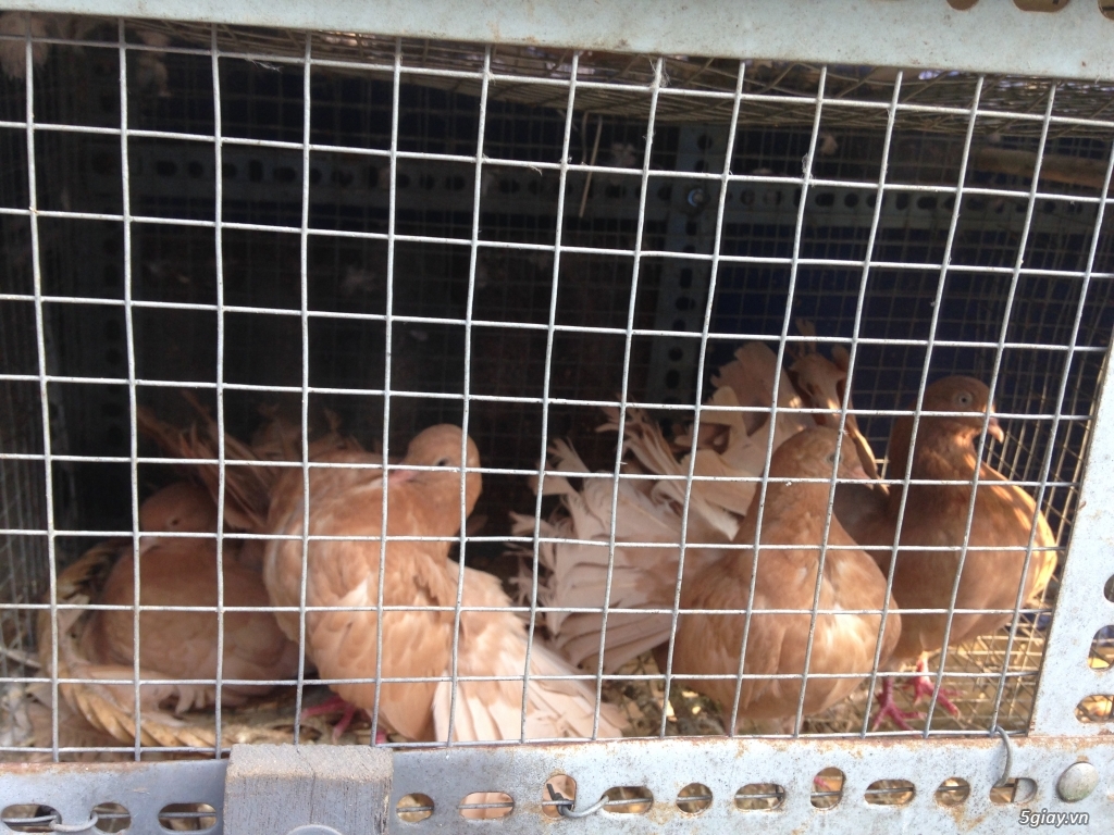 Bán bồ câu xòe Nhật, bồ câu xòe Mỹ, thổi kèn, Pháp