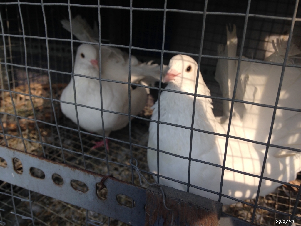 Bán bồ câu xòe Nhật, bồ câu xòe Mỹ, thổi kèn, Pháp - 2