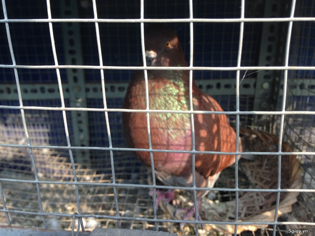 Bán bồ câu xòe Nhật, bồ câu xòe Mỹ, thổi kèn, Pháp - 4