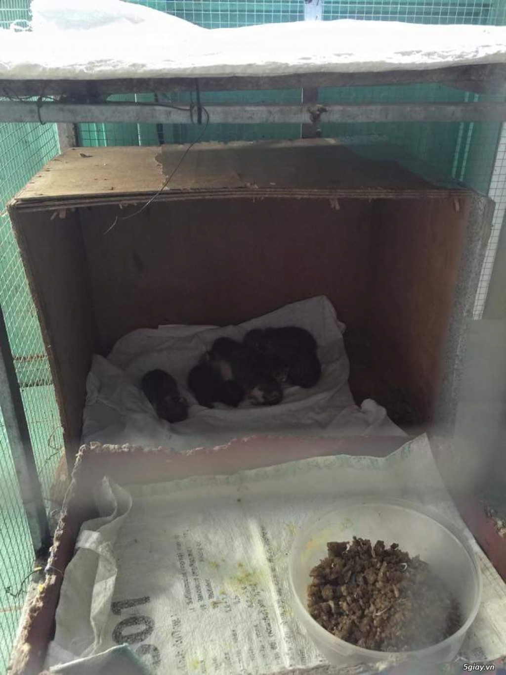 nhau mèo nhà đẻ - 1