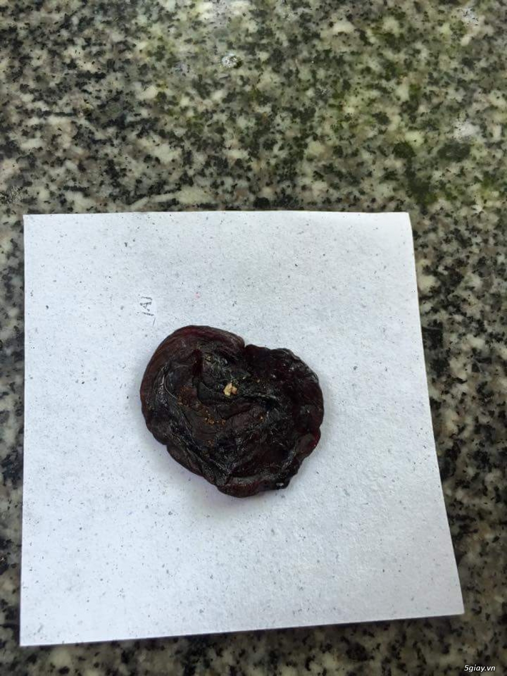 nhau mèo nhà đẻ