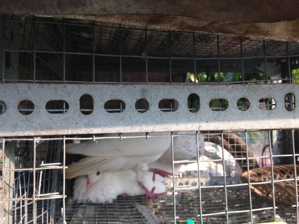 Bán bồ câu xòe Nhật, bồ câu xòe Mỹ, thổi kèn, Pháp - 1