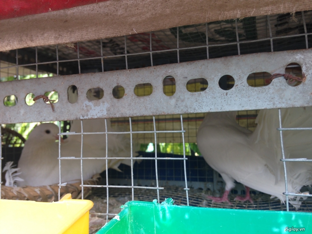 Bán bồ câu xòe Nhật, bồ câu xòe Mỹ, thổi kèn, Pháp - 5