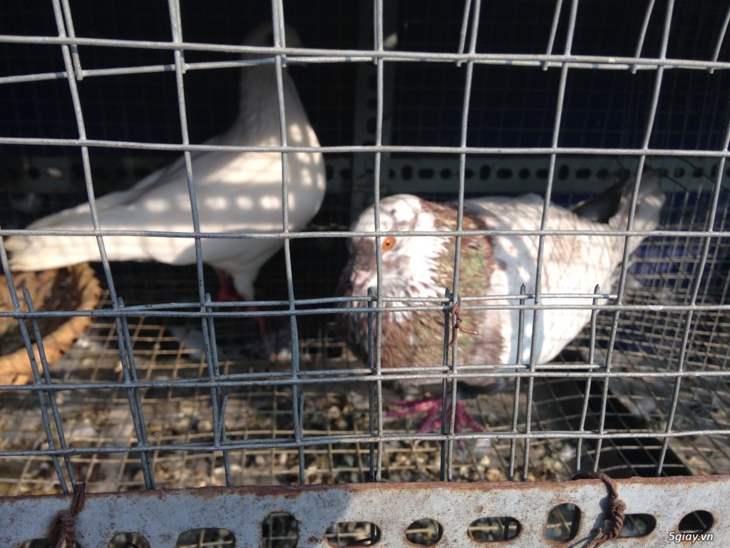 Bán bồ câu xòe Nhật, bồ câu xòe Mỹ, thổi kèn, Pháp - 3