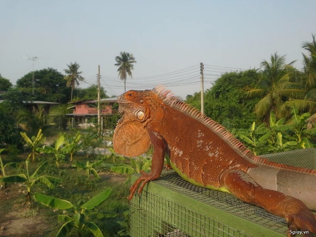 Trại Bò Sát Iguana rồng nam mỹ - sinh sản tại Vietnam - 7