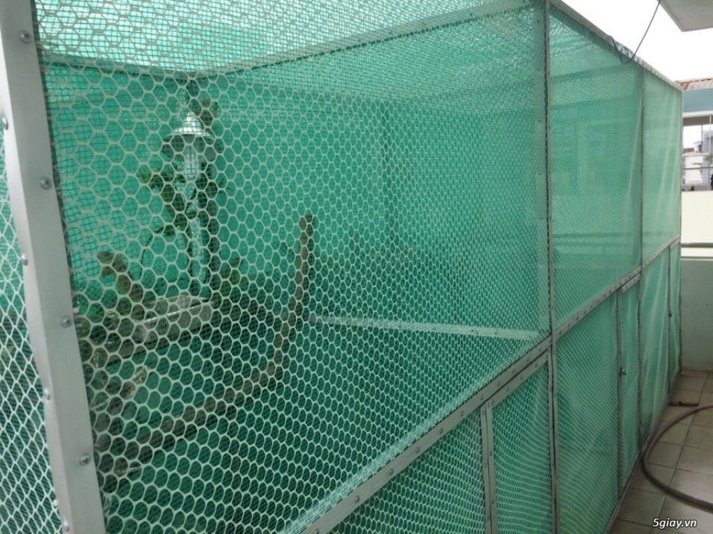 Trại Bò Sát Iguana rồng nam mỹ - sinh sản tại Vietnam - 1