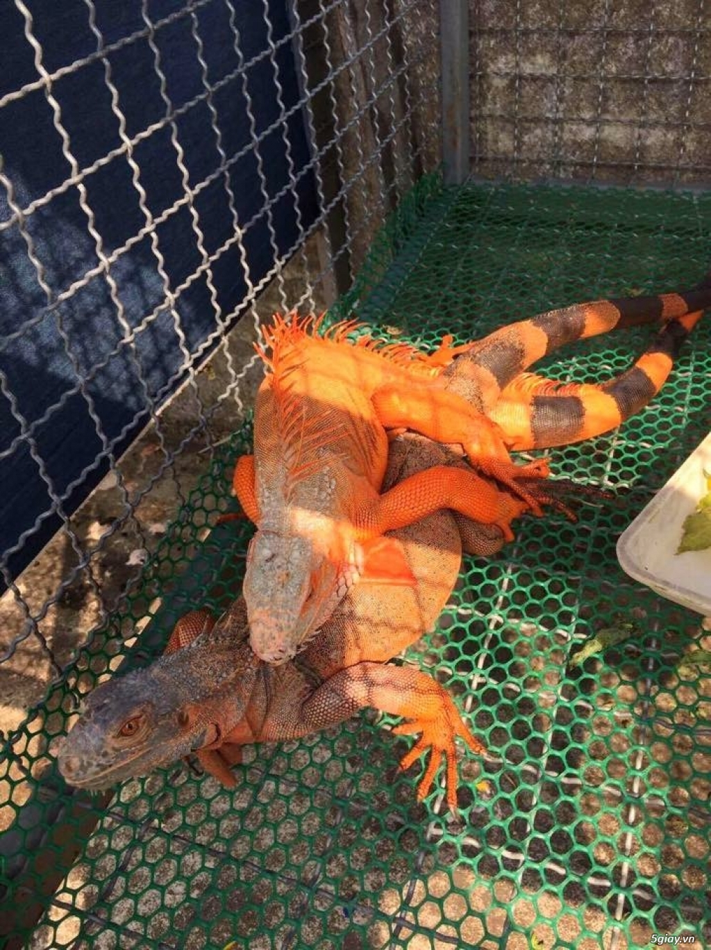 Trại Bò Sát Iguana rồng nam mỹ - sinh sản tại Vietnam - 3