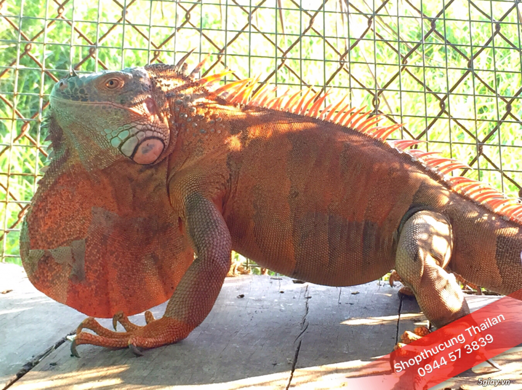Trại Bò Sát Iguana rồng nam mỹ - sinh sản tại Vietnam - 5
