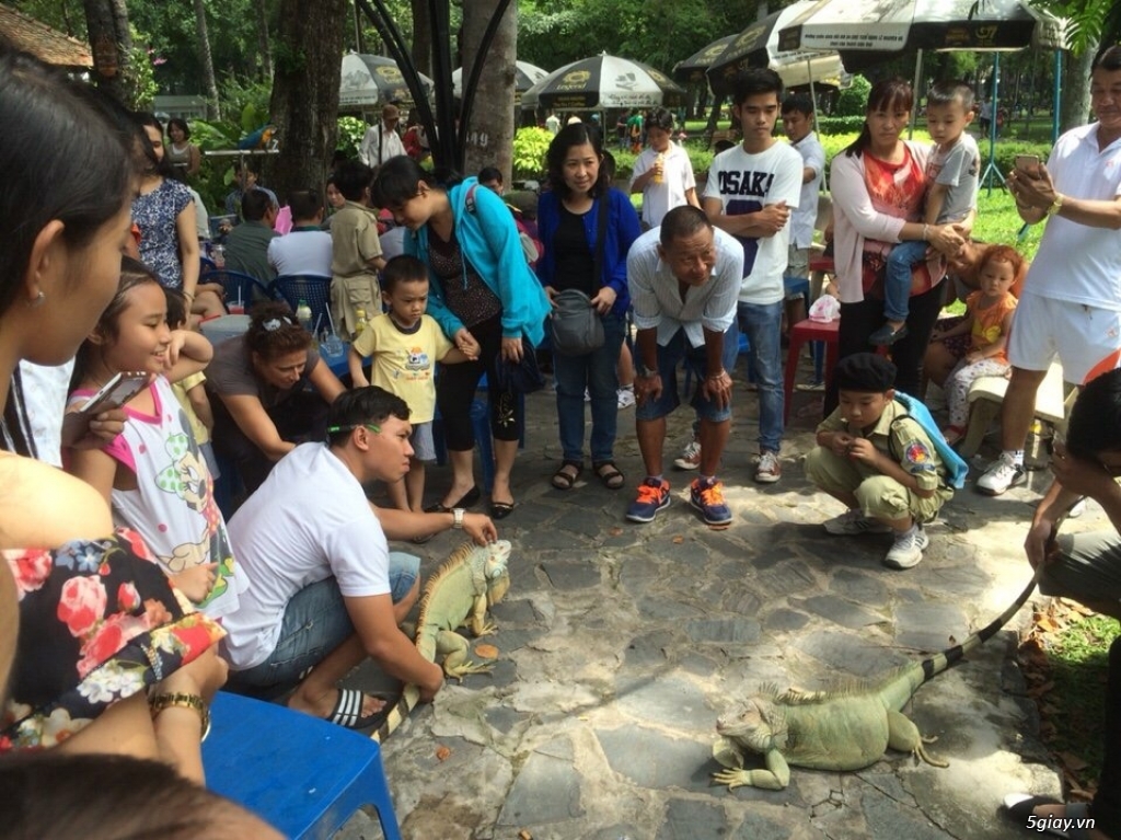Trại Bò Sát Iguana rồng nam mỹ - sinh sản tại Vietnam - 12