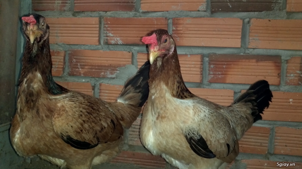 Q12 - Bán gà Mỹ, gà Peru, gà Mỹ lai, gà Peru lai - 8