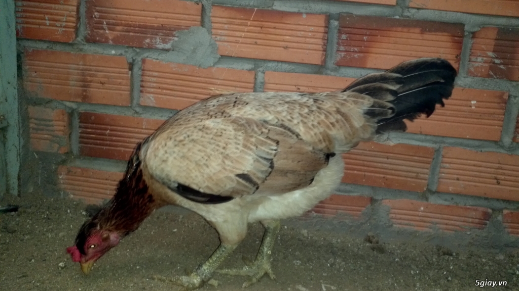 Q12 - Bán gà Mỹ, gà Peru, gà Mỹ lai, gà Peru lai - 10