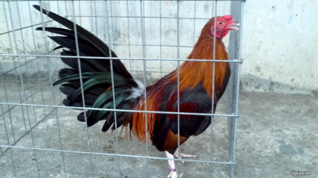 Q12 - Bán gà Mỹ, gà Peru, gà Mỹ lai, gà Peru lai - 35