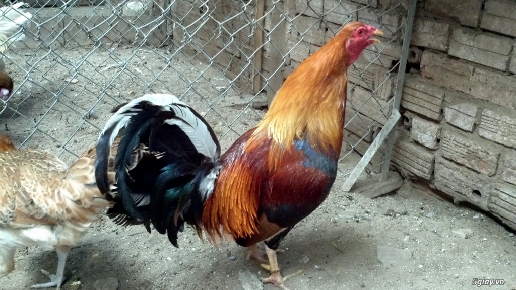 Q12 - Bán gà Mỹ, gà Peru, gà Mỹ lai, gà Peru lai - 23