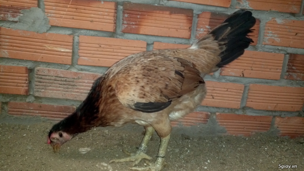 Q12 - Bán gà Mỹ, gà Peru, gà Mỹ lai, gà Peru lai - 9