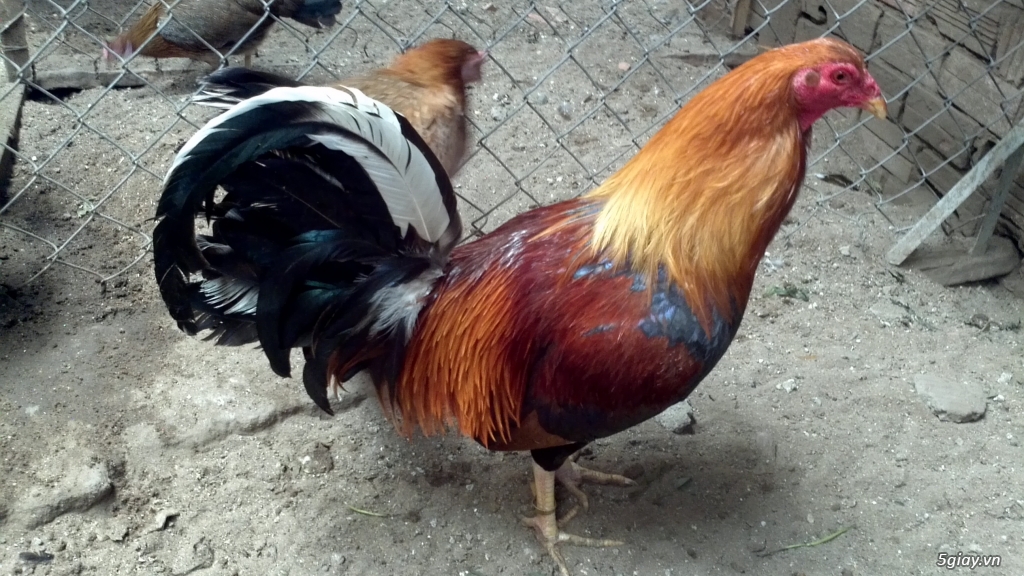 Q12 - Bán gà Mỹ, gà Peru, gà Mỹ lai, gà Peru lai - 24