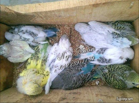 Chim Yến Phụng – Cách nuôi, nguồn gốc và đặc điểm